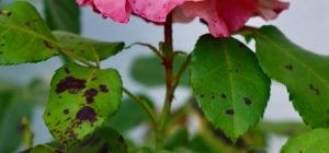 Троянди не хворітимуть, якщо посадити поруч одну квітку: яку саме