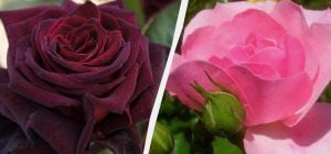 Ці троянди прикрасять будь-який сад: 5 найкрасивіших і невибагливих сортів