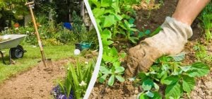 Таким способом прополювати грядки удвічі легше й швидше: бур’янів не буде взагалі