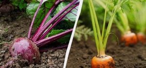 Всего 8 дней апреля подходят для посадки моркови и свеклы: точный календарь посева 2026