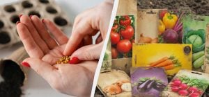 Такие семена не взойдут даже при идеальном уходе: на что обращать внимание при покупке