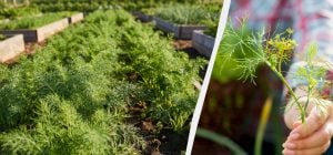 Пышный укроп получается только так: что посадить рядом и как густо сеять культуру