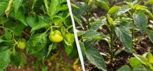 Досвідчені городники садять перець по два на лунку: у чому переваги цього методу