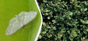 Самшитовая огневка этого боится как черт ладана: чем обработать сад от вредителя