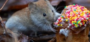 Синоптик рассказал, какая погода будет в Украине на пасхальные выходные