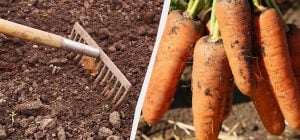 За місяць до посіву моркви удобрюю грядки цим добривом: плоди виростають величезними