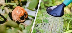 Моніліоз замучив, поки не спробували цей метод: по 2 літри на дерево - і гниль зникла