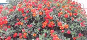 Не требует ухода и цветет до первых заморозков: назван лучший цветок для балкона