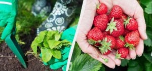 Первая обработка клубники в апреле - самая важная: от нее зависит будущий урожай