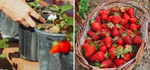 Коли садити полуницю навесні: чому досвідчені садівники зривають перші квіточки