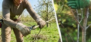 Одна помилка – і гілки почнуть гнити: 5 основних правил обрізки дерев