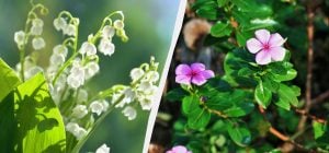 Эти 7 многолетников красиво выглядят, но сажать их нельзя: потом не выведете из сада