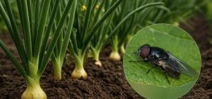 Луковая муха и на метр не приблизится к посадкам: чем обработать грядки и севок