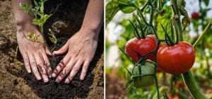 Одна ложка в лунку - и урожай помидоров увеличится в 10 раз: что кладут огородники