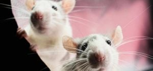 Крысы боятся одного продукта: простой способ "попросить" грызунов из дома и участка