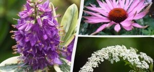 Будут цвести все лето: ТОП-10 лучших декоративных растений для "ленивого" ухода