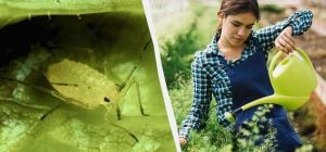 Від попелиць і духу не буде: найдешевший і найефективніший народний засіб проти шкідника