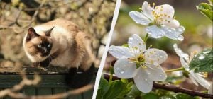 Два незвичайні свята в Україні 18 квітня: що потрібно зробити, щоб рік був щасливим