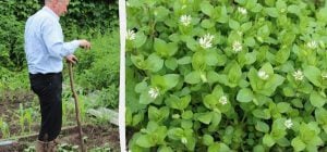 Трава мокрица боится этого как огня: "дедовский" метод борьбы с сорняком