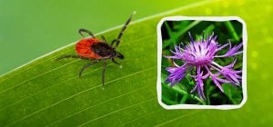 Кліщі ненавидять запах цих 5 квітів: кровососи назавжди покинуть ваш сад