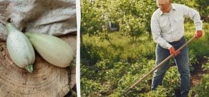 Урожай кабачків буде в 5 разів більшим: ось що потрібно посадити поруч із овочем