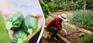 Таке "сусідство" знищить кабачки за один сезон: що не можна садити поруч із ними