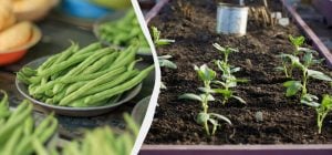 Оголошено найкращих "сусідів" для квасолі: 11 овочів, які можна посадити поруч