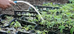 Після пікірування томати потрібно підгодувати: 3 домашні добрива для міцної розсади