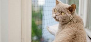 Як відучити сусідських котів "мітити" грядки: способи, що допоможуть у запущених випадках