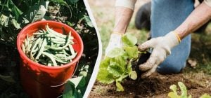 Найгірше сусідство для квасолі на грядці: врожаю не дочекаєтеся навіть із підгодівлею