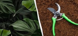 Монстеру може "вбити" власна вага: як правильно її обрізати та розмножувати