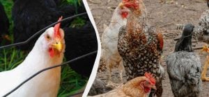 Украинка на собственном опыте рассказала, как уничтожить вшей и пероедов у курей (видео)