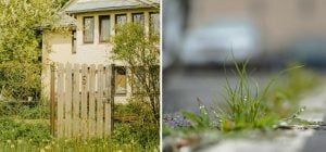 Чем полить сорняки вдоль забора: пропадают на следующий день