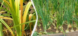 Это нужно сделать всем, у кого желтеют и падают перья лука: снова будут зелеными