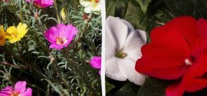 Эти цветы будут цвести все лето: что посадить весной