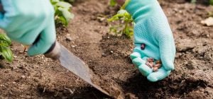 Апрель и май на огороде: 12 культур, которые пора сажать