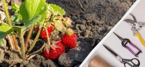 Люди постоянно допускают эти ошибки при уходе за клубникой: как не навредить урожаю