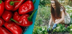Врожаю буде на все літо: які рослини-компаньйони підвищать родючість перцю