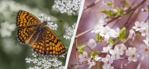 Два великих праздника в Украине: кого 23 апреля поздравить и за кого помолиться