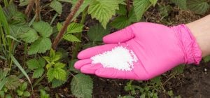 Після цвітіння посипаю смородину жменею добрива: ягоди вродять розміром з вишню