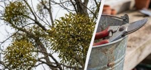 Просто обрізати її не можна: як врятувати садові дерева від омели