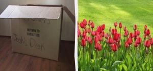 Не сміття, а цінний ресурс: 3 способи використати картон у вашому саду