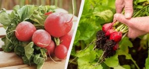 Просте правило збільшить редис вдвічі: як правильно доглядати за овочем