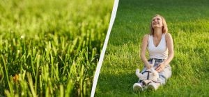 Газон будет как на футбольном поле: как правильно его сеять без катка и прополки