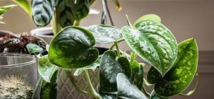 Сциндапсус будет процветать годами: садоводы рассказали, как вырастить