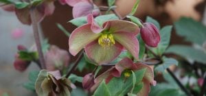 12 растений против сорняков: посадите один раз - и забудете о прополке