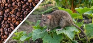 Миші та щури втечуть за кілометр: які звичні для нас запахи відлякують гризунів