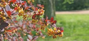 Гарний, але небезпечний: цей чагарник називають "магнітом для кліщів"