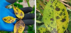 Найкращий спосіб профілактики чорної плямистості: що робити, щоб запобігти захворюванню