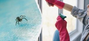 Ці три запахи для павуків нестерпні: як назавжди прогнати комах